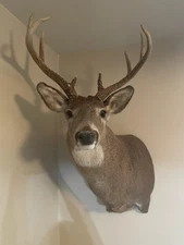 Whitetail Buck Deer Head Shoulder Mount Pennsylvania 9 Pointer Funky Rack