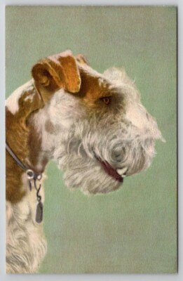 Fox Terrier Dog Beautiful Stahli Art Postcard F27
