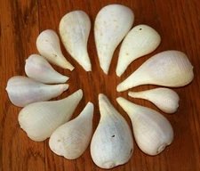 Florida paper fig shell lot of 12