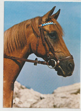 HANDSOME CHESTNUT HEADSTUDY Horse Postcard Korsch Publisher