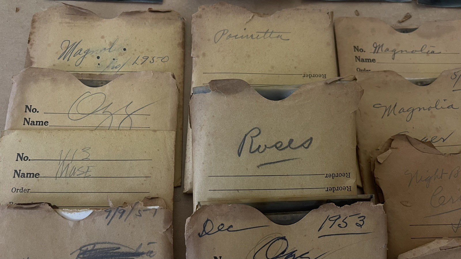 VTG Lot 4x5” Large Format 150+ B&W Photo Negatives Lot FLOWERS 1950s Damaged COA