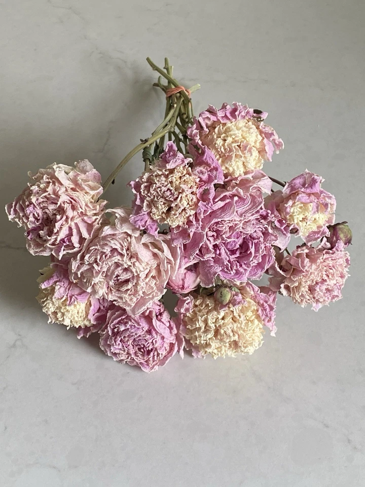 PEONIES * DRIED FLOWERS Bunch BOUQUET Bundle USA Grown BLUSH & PINK PEONY - Image 4 of 4