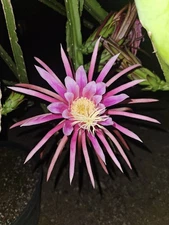 Dragon Fruit Cutting AX 🍬 Rare Exotic 20" - 28" Mature Healthy 💪MASSIVE THICK