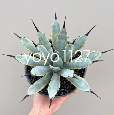 Succulent plants Agave macroacantha potted Home Garden beautiful Plants 13-15cm