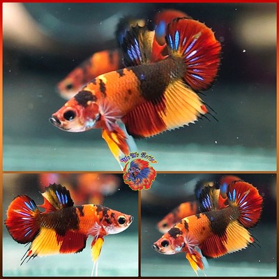 Live Betta Fish Male SHORT SPIKED Fancy Red Nemo Tiger Koi ...