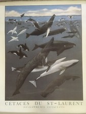 St. Lawrence Cetaceans