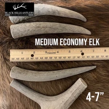 Medium Economy Elk Antler Dog Chew - 4 Pack