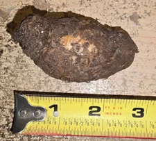 ONE 1.4 OZ SAUROMATUM GIGANTEUM BULB  TUBER CORM VOODOO LILY BULB AMORPHOPHALLUS