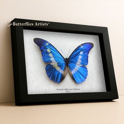 RARE Morpho Rhetenor Helena Real Butterfly Framed Entomology