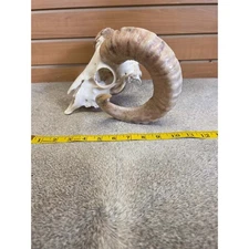 JTV290 - Ram Skull – Full Curl – Taxidermy Mount