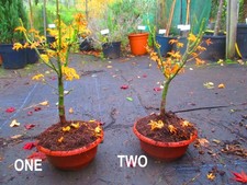 18inch inc. pot Lions Head Japanese Maple Bonsai Tree  Acer SHISHIGASHURA