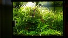Buy 2 Get 1 Free Hygrophila Angustifolia Fish Tank Plants Aquarium Plants Easy
