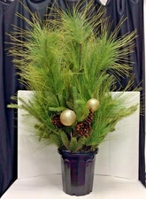 Frontgate Sun Valley Christmas Pine bough Urn Filler Greenery branch Planter