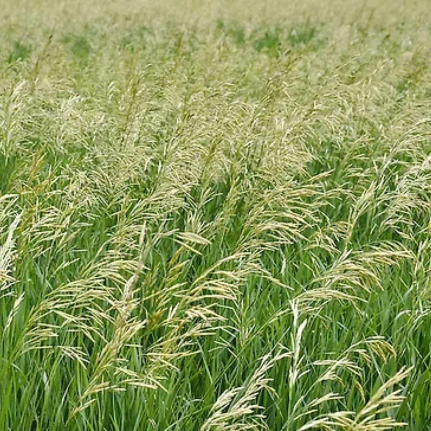 7000 Seeds Smooth bromegrass Seeds Smooth Brome Grass Seed for