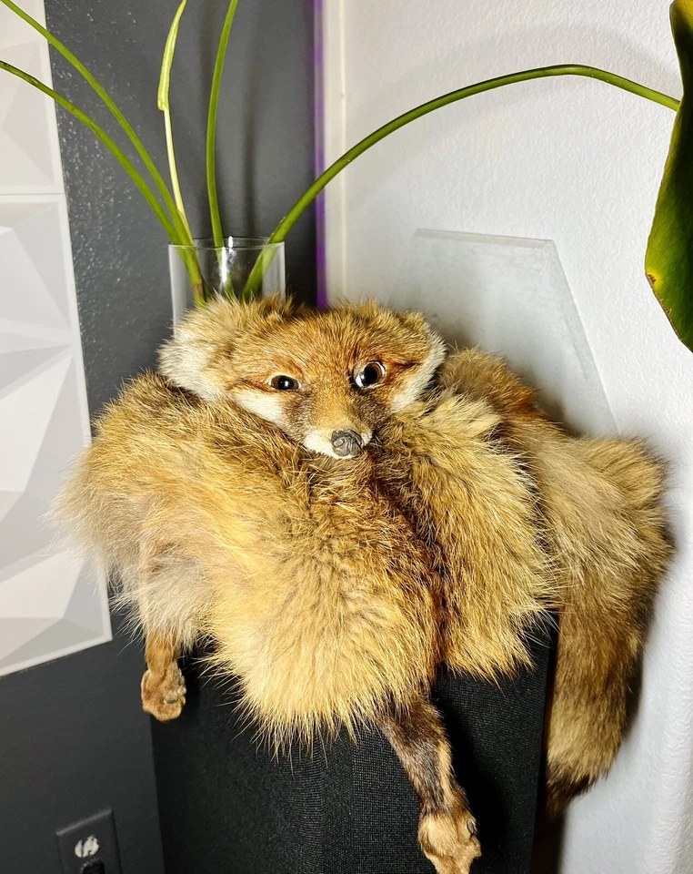 Bufanda de taxidermia de piel de zorro marrón genuino de colección Foto 4 de 4