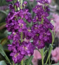 35 Purple Stock seeds
