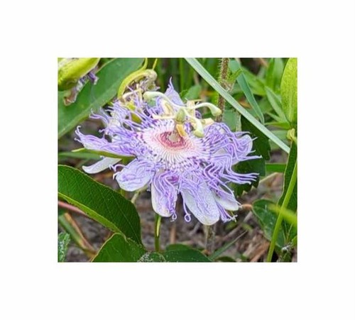 3x Passiflora incarnata Passionsblume Garten Pflanzen - Samen B2212 - Picture 7 of 7