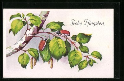 May Beetle on a Birch Tree, Pentecost, Postcard 