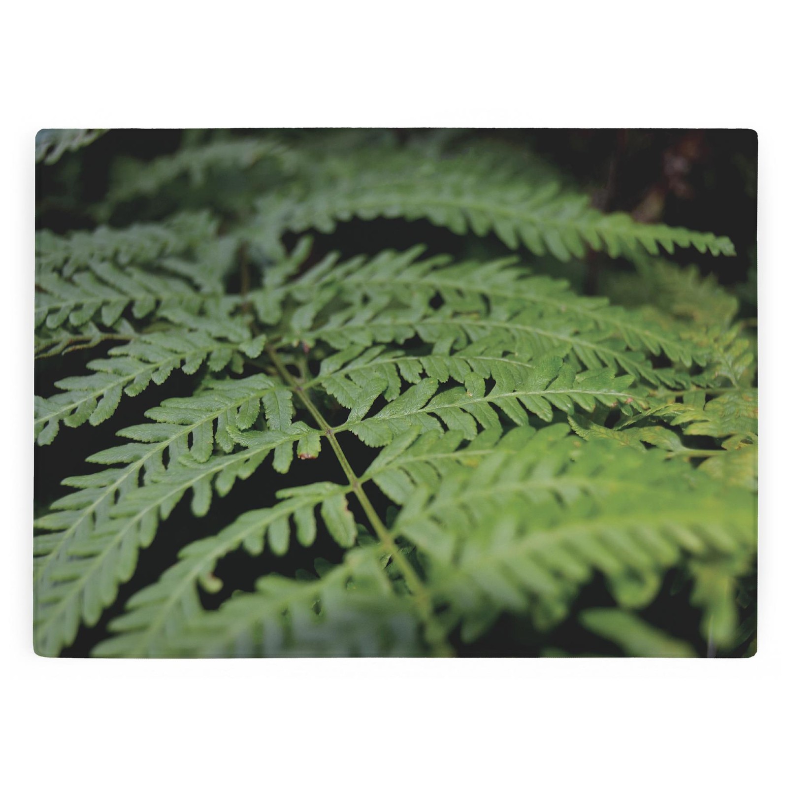 Fern Leaves Glass Worktop Protector - Forest Kitchen Cutting Board Gift
