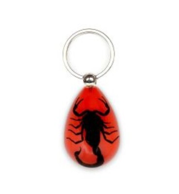 Black SCORPION Real Keychain Ring Genuine INSECT Clear Key Chain Red Teardrop