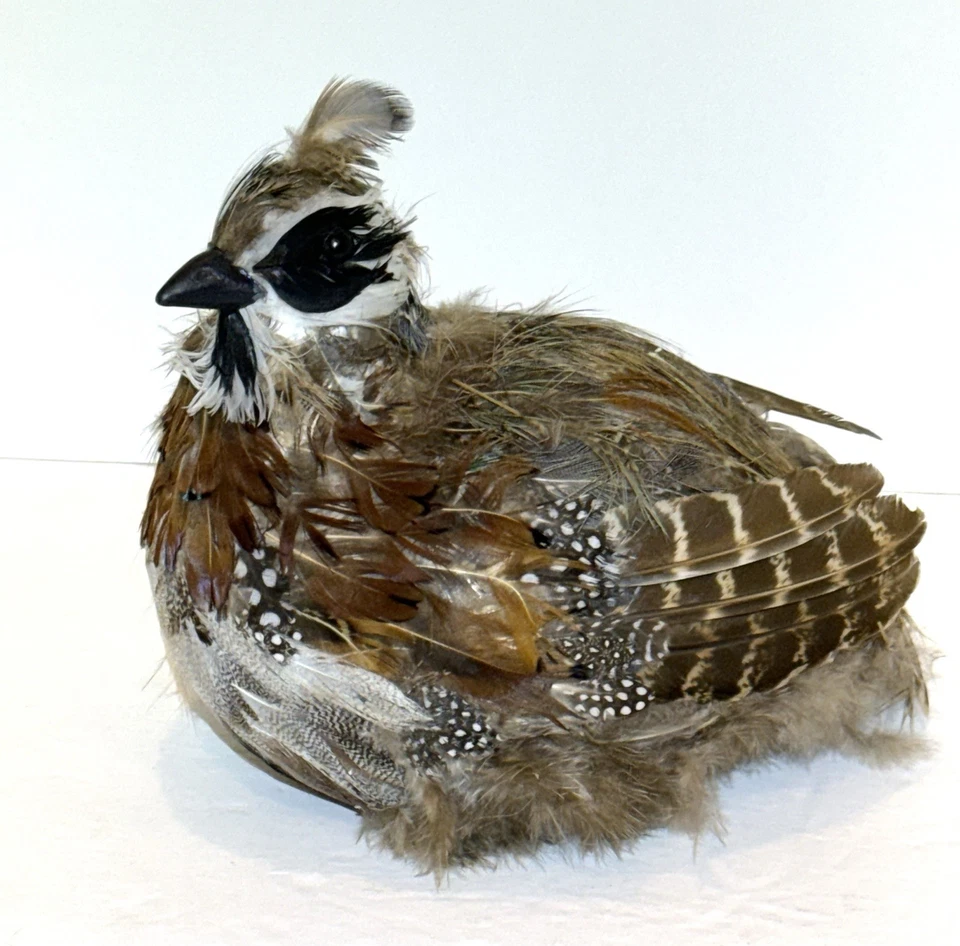 Настольные перепелиные крепления реплика из перьев и пены Taxidermy - Изображение 4 из 4