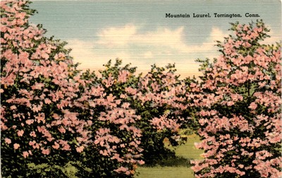 Mountain Laurel, Torrington, Conn, Tichnor Quality Views, Tichnor Postcard
