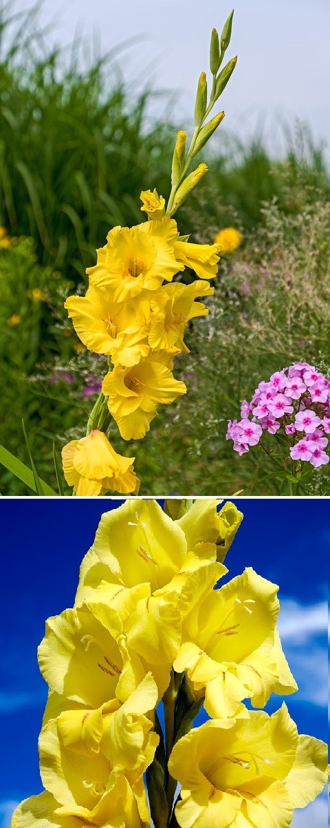 winterhart gelb Riesen-Gladiole schnellwüchsig exotische Pflanzen für den Garten