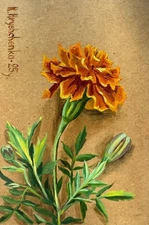 Original Oil Painting Flower, marigold on texture background CARD 3D effect