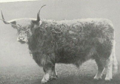 LIVE STOCK of  THE FARM ~  CATTLE   Vol. 11   Ed by   B.JONES   ~ c.1919