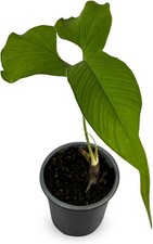 Anthurium draconopterum by LEAL PLANTS ECUADOR |Green Live House Plant