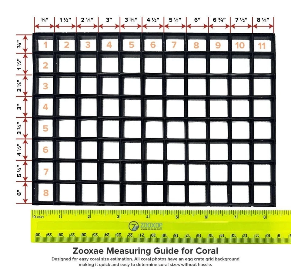 Mush rock WYSIWYG - Imagem 4 de 4