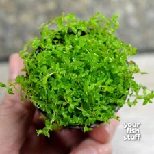 Pearl Weed Hemianthus Micranthemoides Pot Live Aquarium Plant BUY 1/GET 1 50%OFF