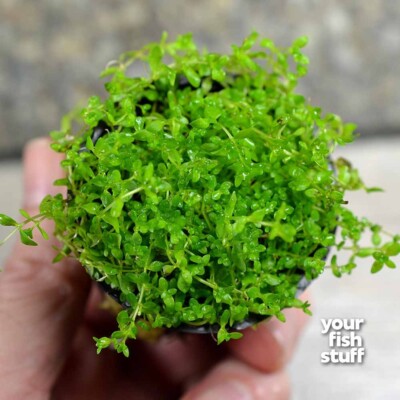 Pearl Weed Hemianthus Micranthemoides Pot Live Aquarium Plant BUY 1/GET 1 50%OFF