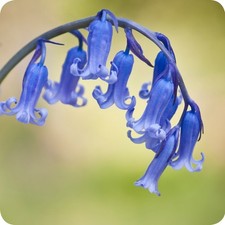 40  English Bluebell Bulbs Isle Of Skye