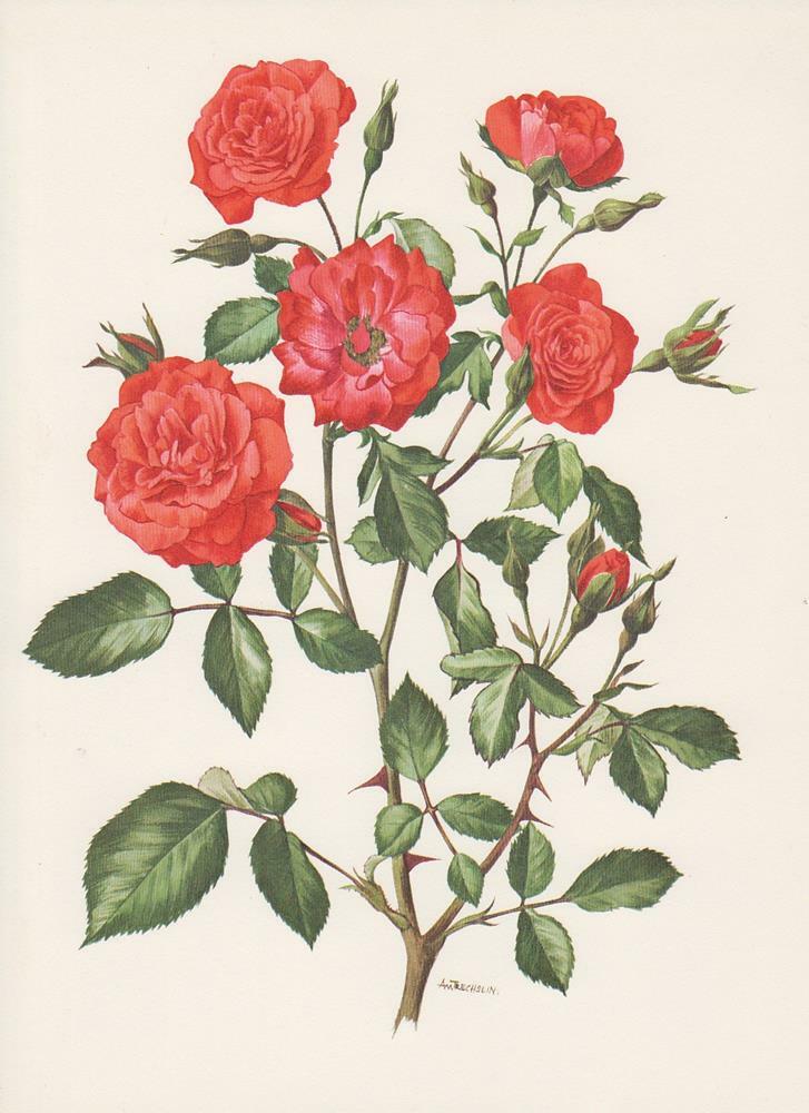 Rose 'FARANDOLE' Rosen OffsetLithografie 1965 Anne Marie Trechslin