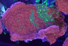 [WYSIWYG] WWC Sunfire Grafted Monti Cap Frag #8 Easy Montipora SPS Live Coral