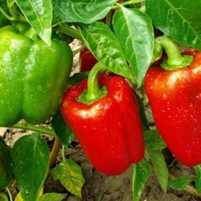 250 Sweet Bell Pepper Seeds Yolo Wonder Heirloom - Non-GMO - Always Fresh Seeds