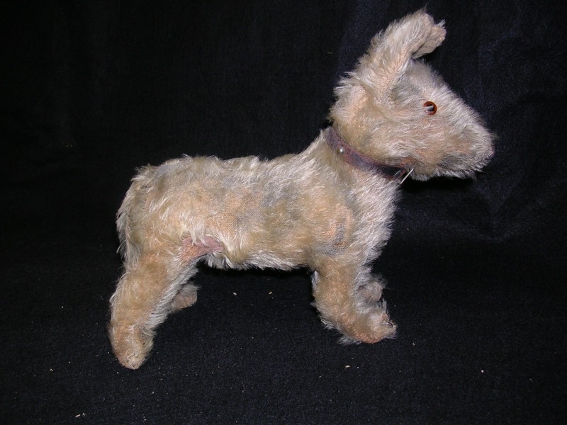 Early Steiff? Terrier Dog with Old Leather Collar