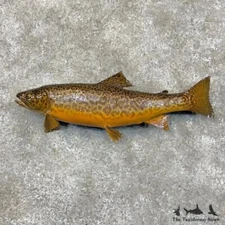#30082 E | 16" Tiger Trout Hybrid Taxidermy Fish Mount For Sale