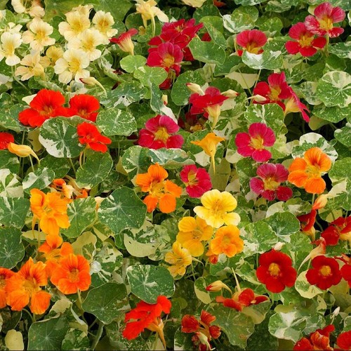 1/4 Lb Alaska Mixed Nasturtium Wildflower Seeds - Everwilde Farms Mylar Packet - Picture 2 of 2