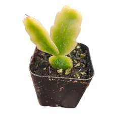 Schlumbergera x buckleyi Christmas Cactus Variegata Houseplant