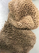 10kg Raw Beef Tripe Raw To Your Door FREE DELIVERY