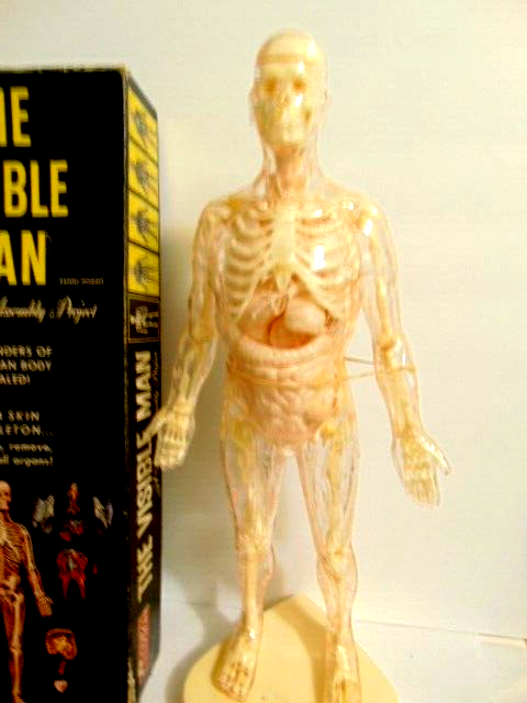 vintage 1950 Renwal Invisible Man human anatomical model | eBay