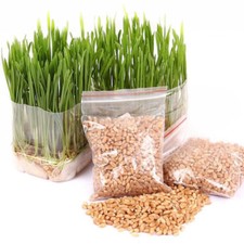 1Kg Organic Wheatgrass Seeds 100% Organic & Guaranteed Sprouting