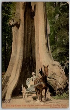 c1908 Postcard Stanley Park Big Cedar Tree Postcard, Vancouver B.C. Horse