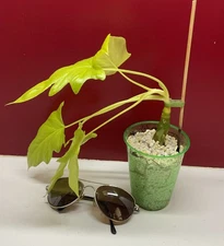 Philo Golden Warszewiczii Aurea Free Ship Home Grown Climber Amazing Leaf Shape