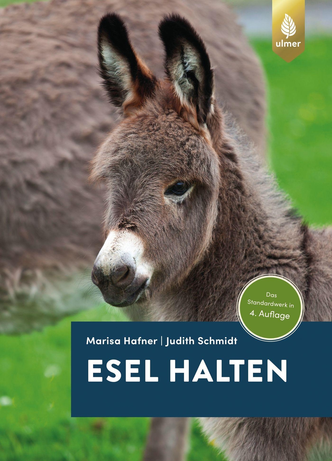 Thumbnail - Esel Halten Marisa Hafner