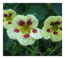 NASTURTIUM - LADYBIRD CREAM PURPLE SPOT - 25 SEEDS