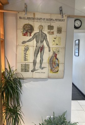 Antike W&AK Johnson Anatomie Karte um 1903 Nervensystem