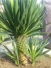 Yucca Gloriosa Palme Palmlilie winterhart Pflanze 20-30 cm keine filamentosa 🌴